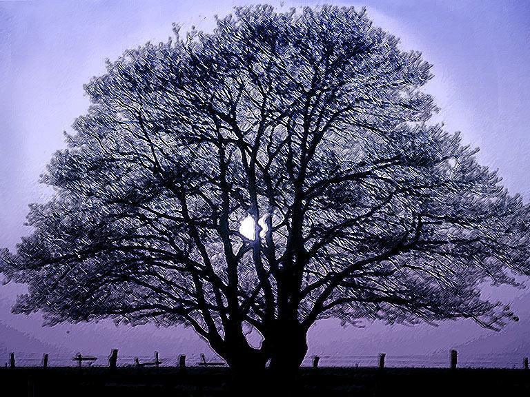 EL arbol de Aitor.jpg